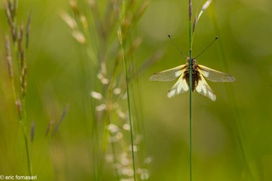 ascalaphe-32-13-juin-2020.jpg