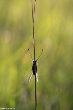 ascalaphes-50-30-mai-2021.jpg