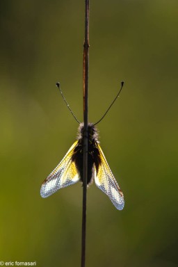 ascalaphes-53-30-mai-2021.jpg