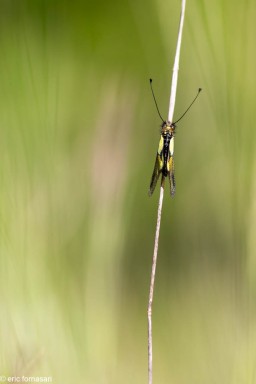 ascalaphes-54-30-mai-2021.jpg