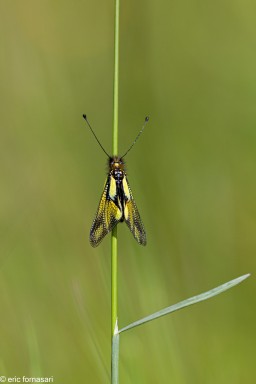 ascalaphes-60-30-mai-2021-12.jpg