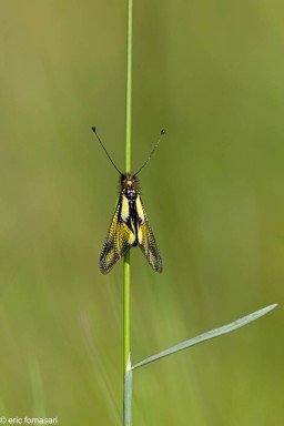 ascalaphes-60-30-mai-2021.jpg