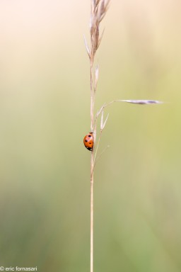 Coccinelle-1-05-juillet-2023.jpg
