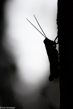 amazonie-anavilhanas-17-février-2012-8592.jpg