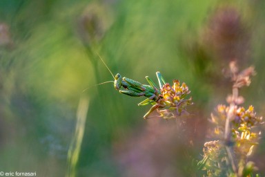 ameles-spallanziana-28-mai-2017-48.jpg