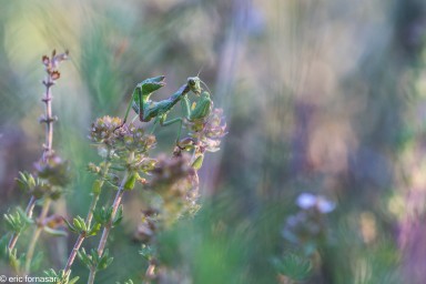 ameles-spallanziana-28-mai-2017-49.jpg