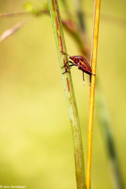 punaise-arlequin-23-juillet-2016-30.jpg
