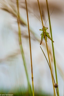 sortie-macro-25-juin-2016-60.jpg