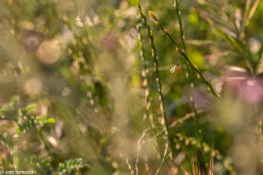 tipule-27-mai-2017-01.jpg