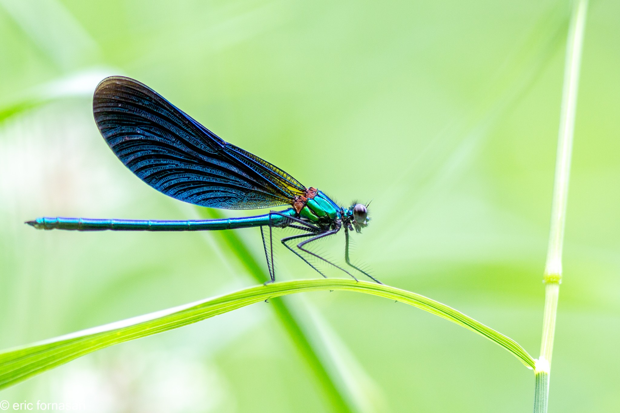 calopterix-21-juillet-2018-01-12.jpg