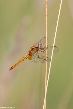 9B2A9099.jpg