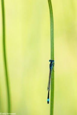 agrions-26-mai-2017-01.jpg