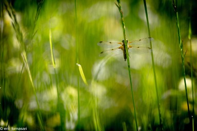 libellule-quadrimaculée-21-mai-2017-30.jpg