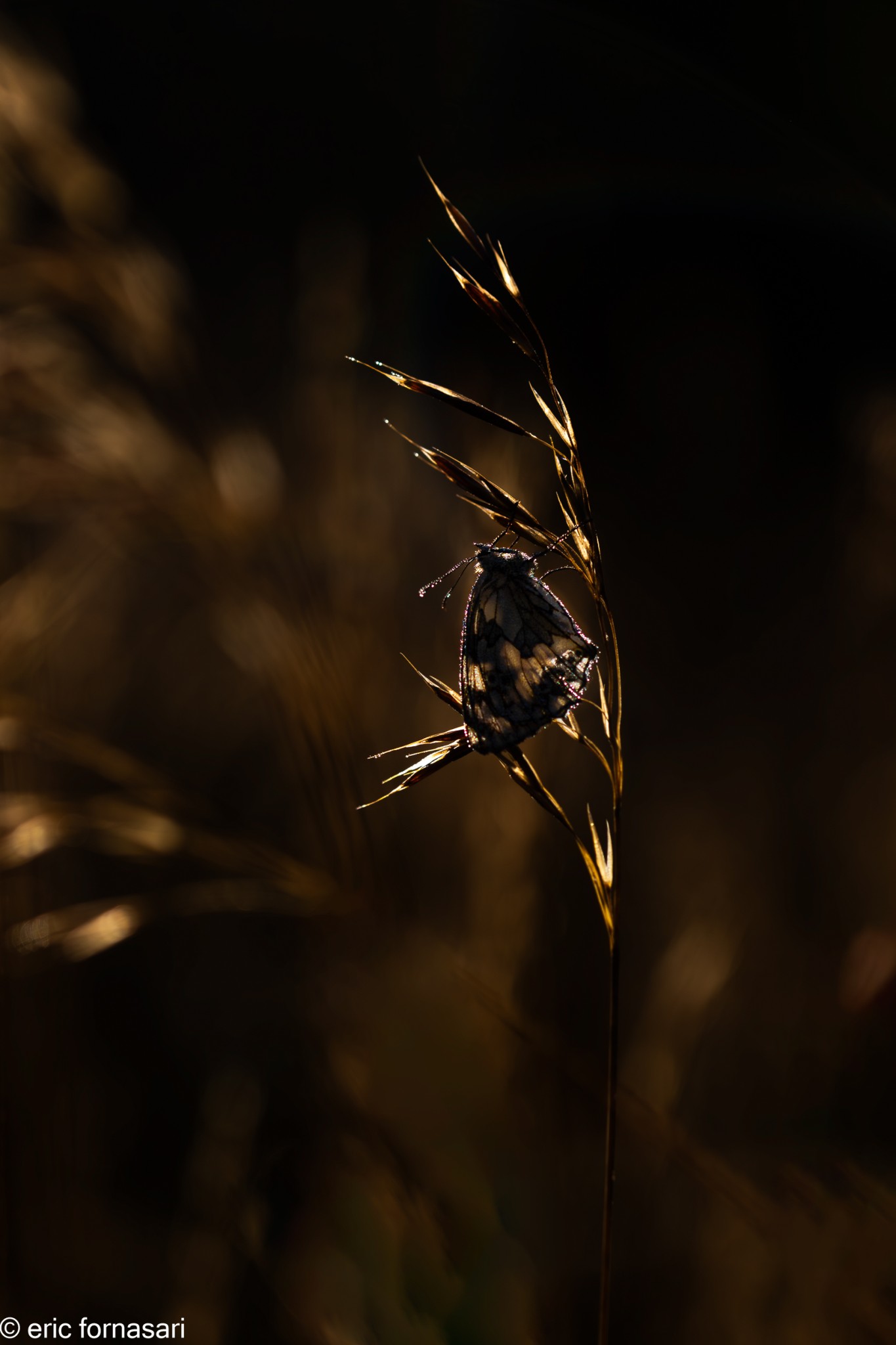 Moulin-de-vert-100-14-juillet-2023-Avec-accentuation-Bruit-Modifier-35.jpg