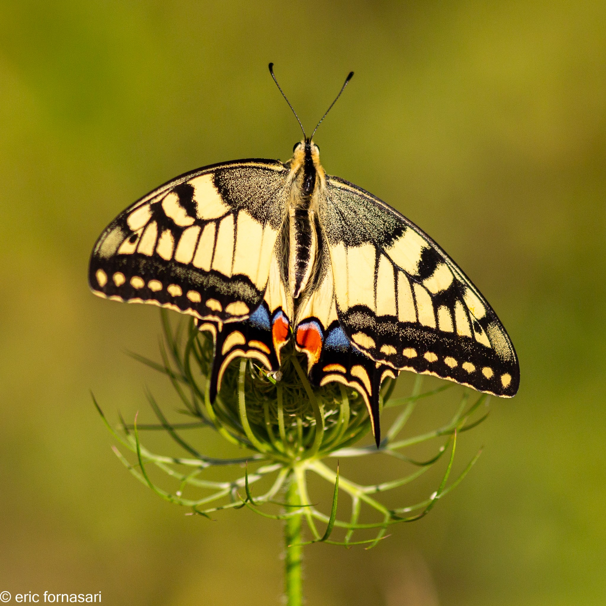 machaon-1-19-juillet-2020-20.jpg
