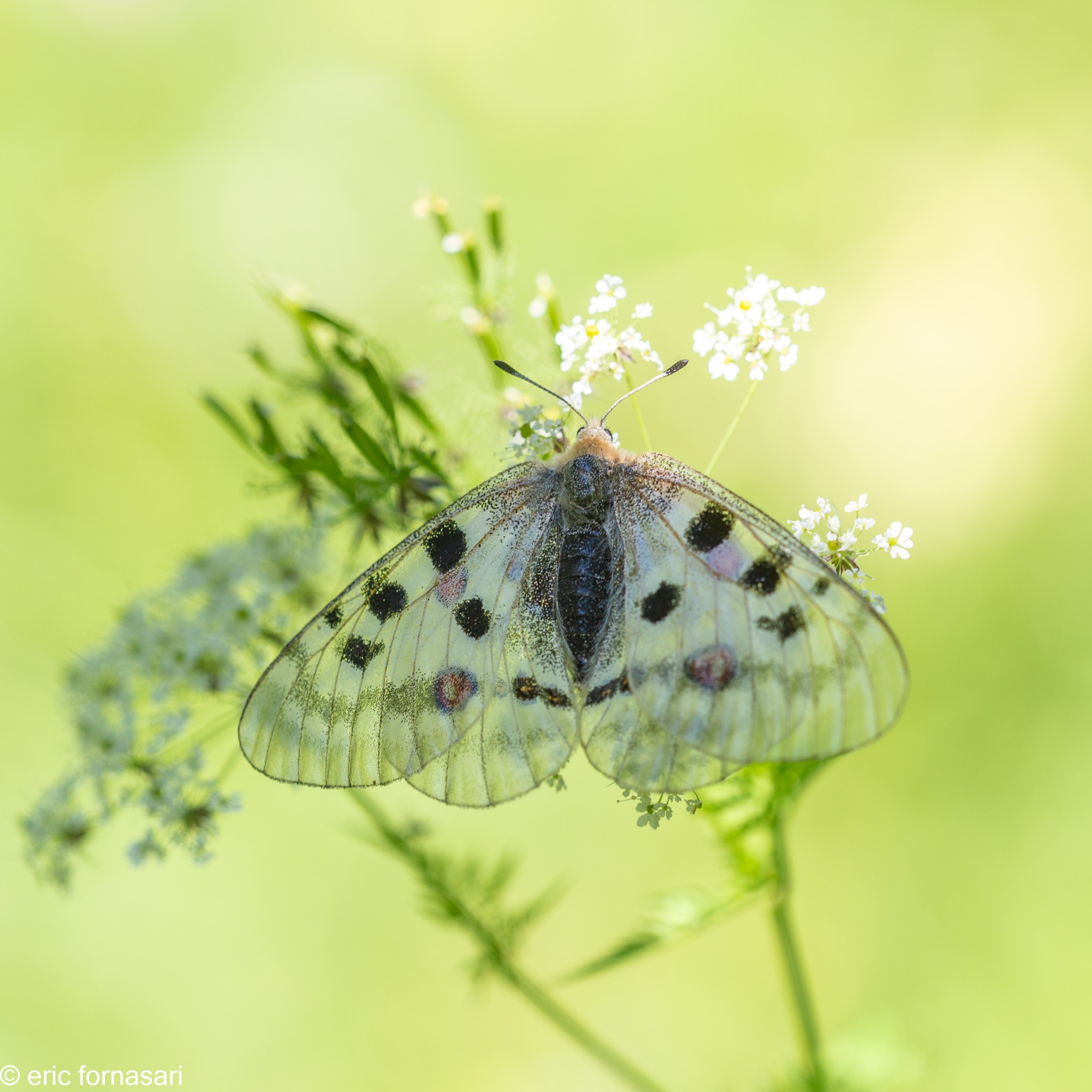 stage-macro-david-10-juillet-2019-105-16.jpg