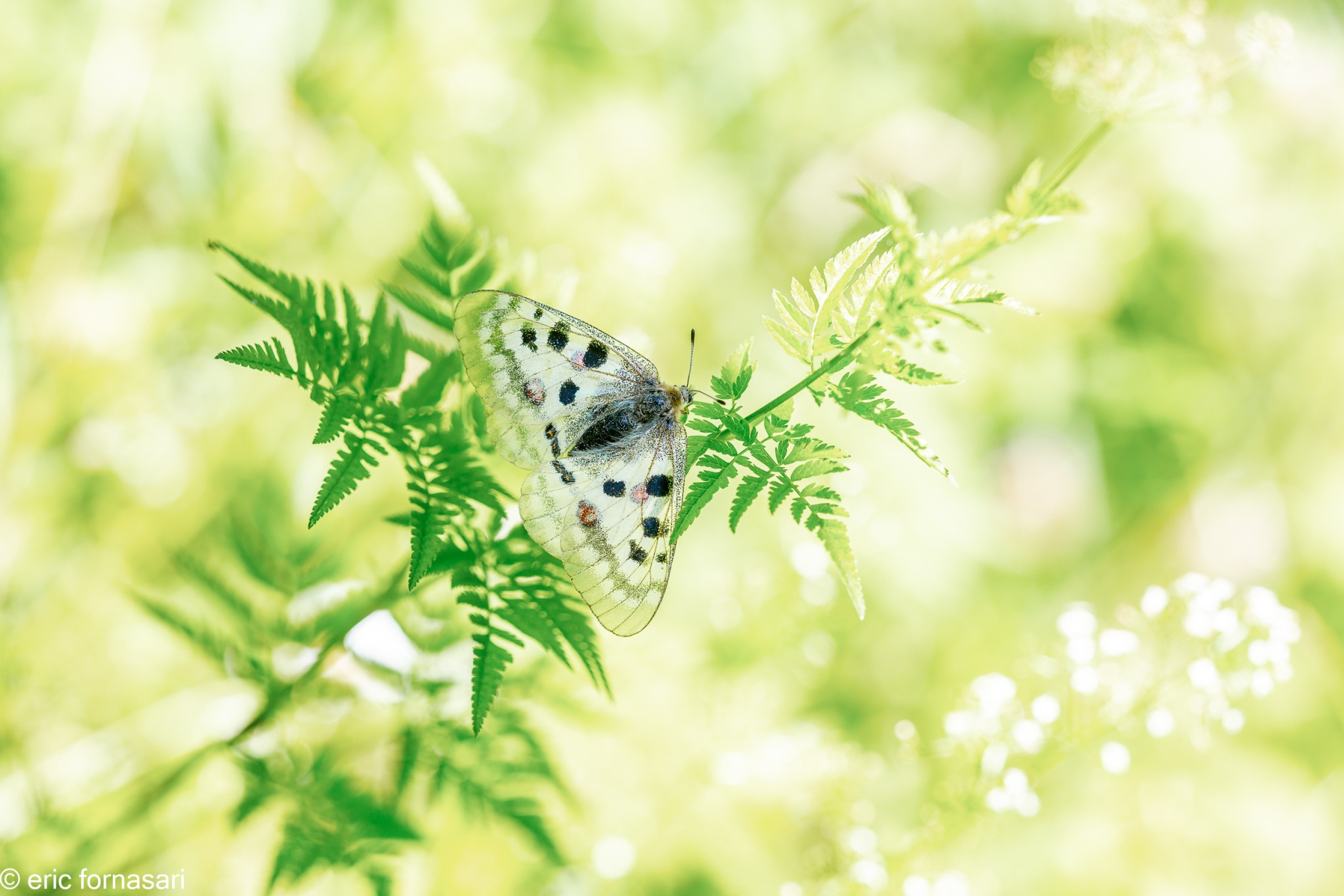 stage-macro-david-10-juillet-2019-142-18.jpg