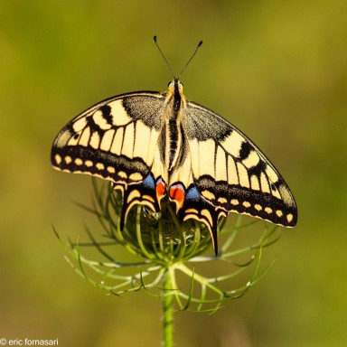 machaon-1-19-juillet-2020-20.jpg