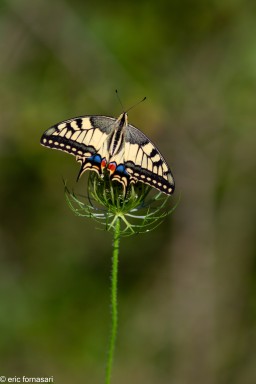 machaon-4-19-juillet-2020-21.jpg