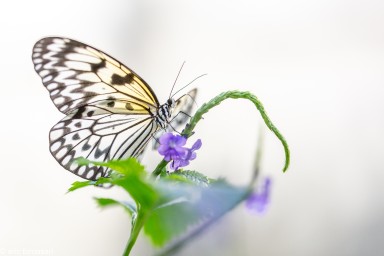 PAPILLONS