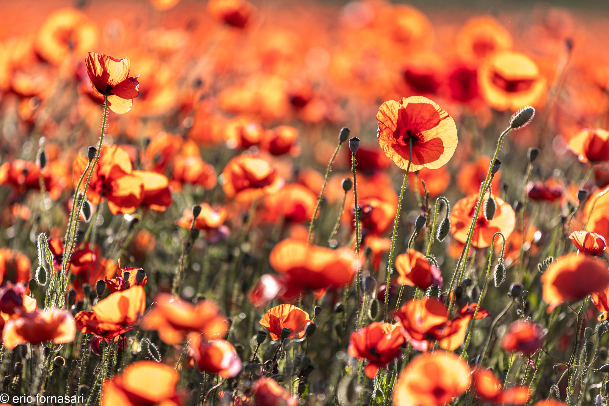 Coquelicots-10-26-mai-2022-10.jpg