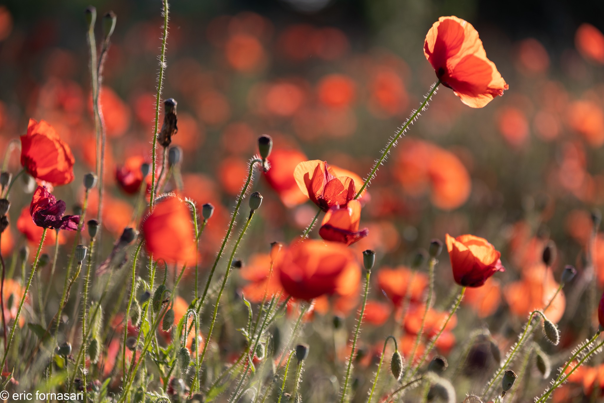 Coquelicots-5-26-mai-2022-9.jpg