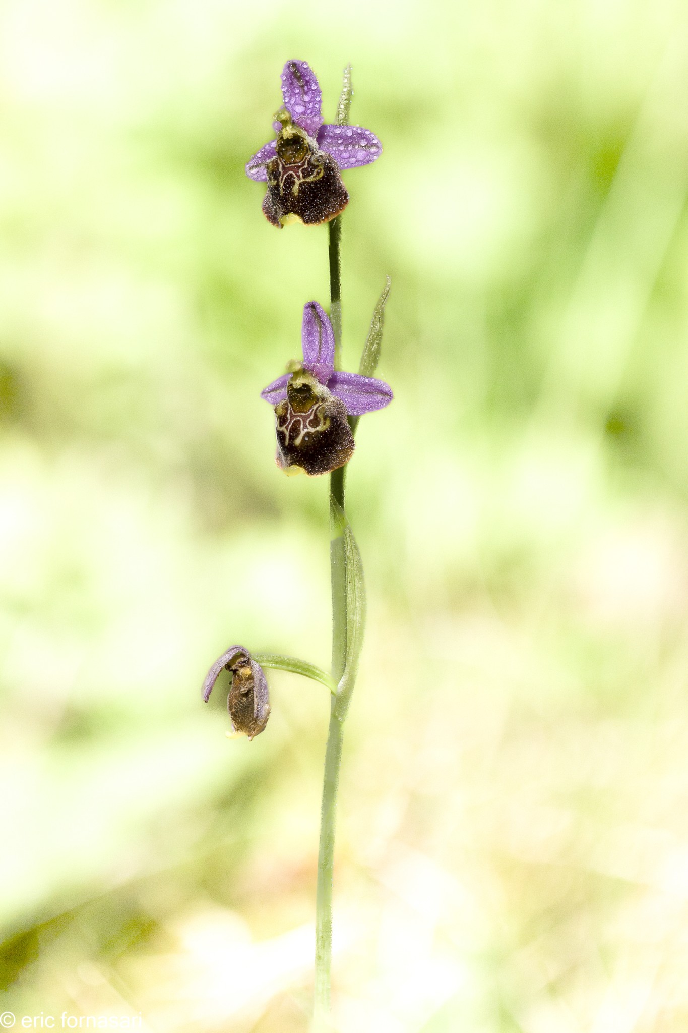 Orphys-bourdon-2-31-mai-2023-9.jpg