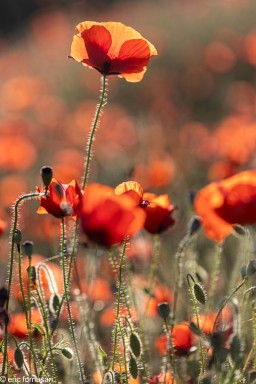 Coquelicots-2-26-mai-2022-8.jpg