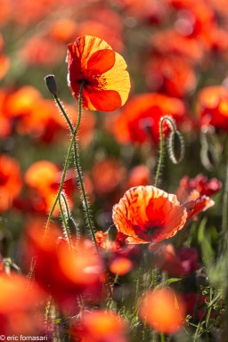 Coquelicots-21-26-mai-2022-11.jpg