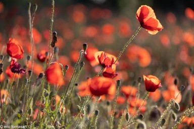 Coquelicots-5-26-mai-2022-9.jpg