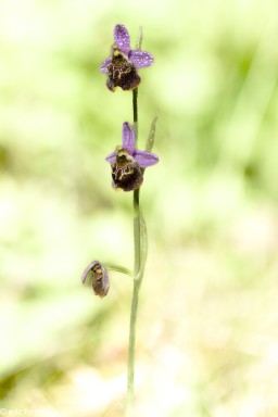 Orphys-bourdon-2-31-mai-2023-9.jpg
