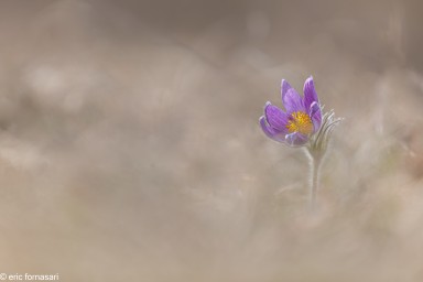 anémone-pulsatile-6-25-mars-2021-5.jpg