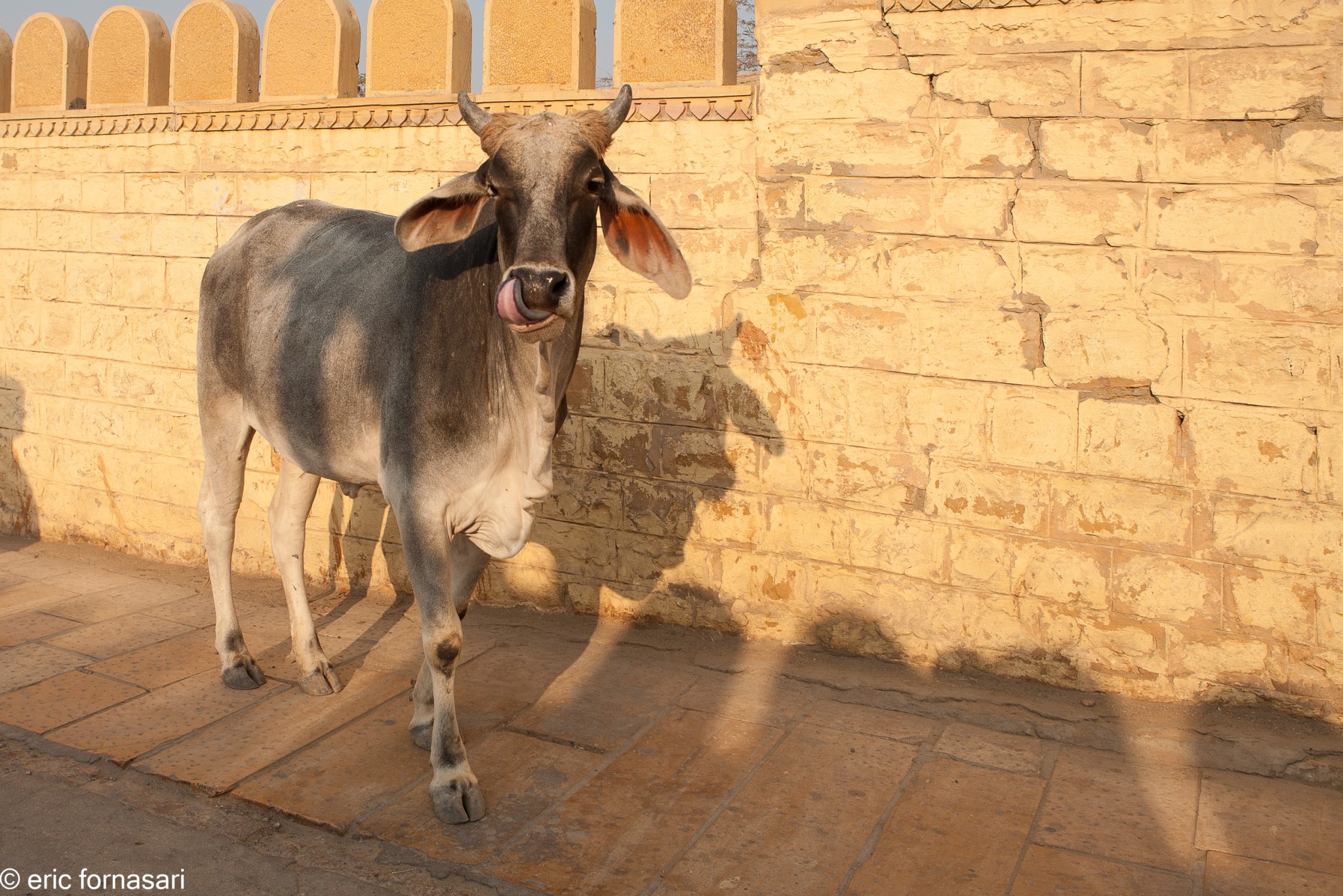 jaisalmer-201-1.jpg