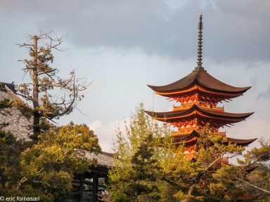 miyajima---1-117-1.jpg