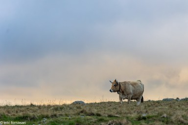 Stage-Aubrac-octobre-2024-242-24-octobre-2024-CR3_DxO_DeepPRIME.jpg