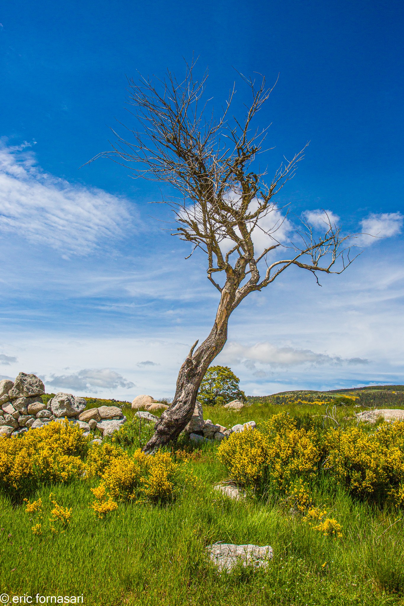 mont-lozere-11-juin-2016-79-7.jpg