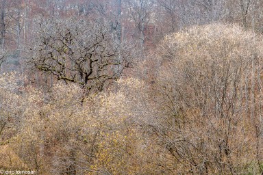 gorges-de-l'areuse-1-26-novembre-2020-18.jpg