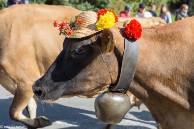 desalpe-charmey-26-septembre-2015-205.jpg
