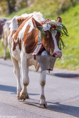 désalpe-2018-29-septembre-2018-103.jpg